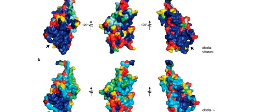 Ébola.- Un fármaco experimental contra una proteína del virus se muestra prometedor en monos 
