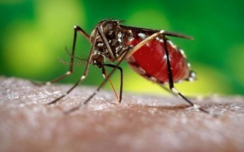 El Zika podría suponer una amenaza mayor que el ébola