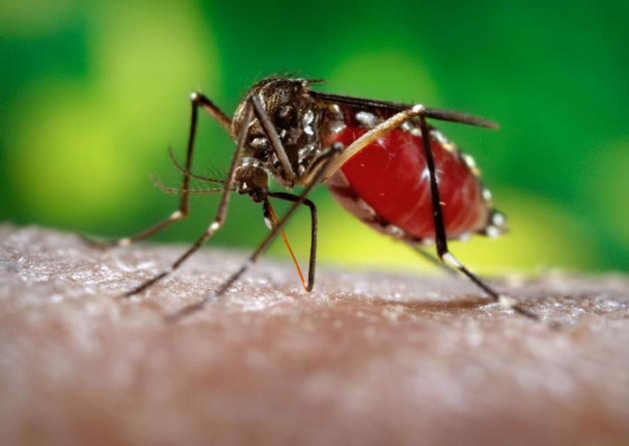 virus zika supone una amenaza mayor que el ébola segun expertos