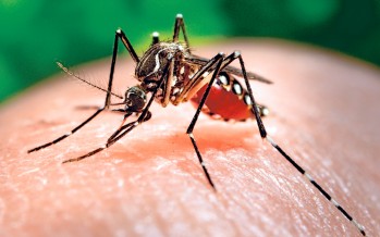 Alerta en EEUU de mosquitos que transmiten el Zika en gran parte del país