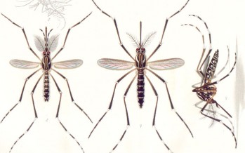 Detectado el primer caso de Zika de Andalucía
