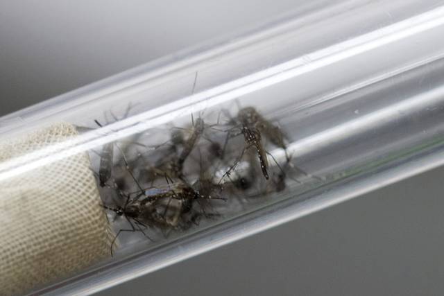 Detectado un caso de Zika en Aragón