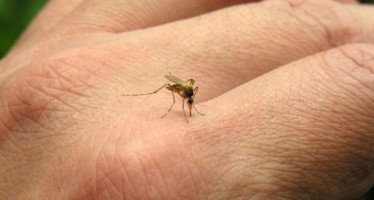 Salud eleva a 20 los casos importados de Zika en Cataluña