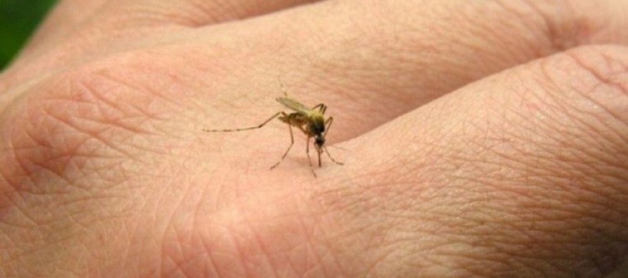 Se confirma la relación entre el Zika y la Microcefalia