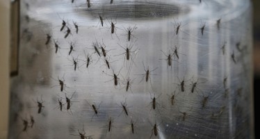Primer caso de una embarazada con Zika en España