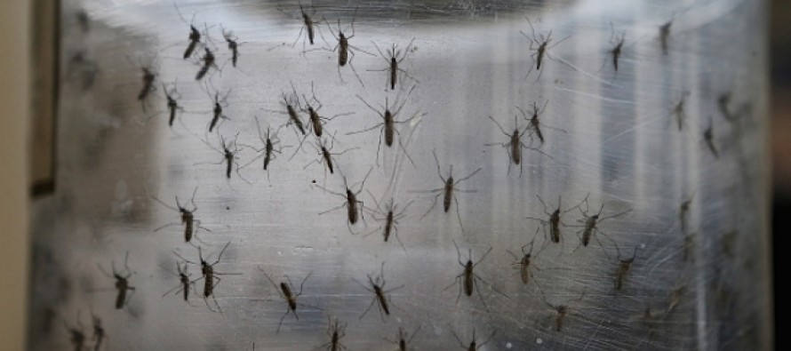 Primer caso de una embarazada con Zika en España