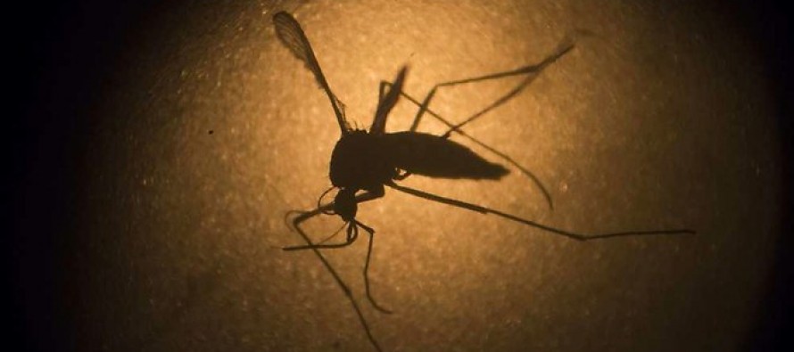 Sanidad confirma 7 casos de Zika en España