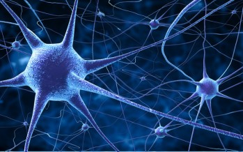 Descubiertas las neuronas que dicen al cerebro que deje de comer