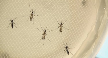 Ascienden a 279 los casos de zika en España