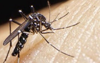 Más cerca de la vacuna contra el Zika