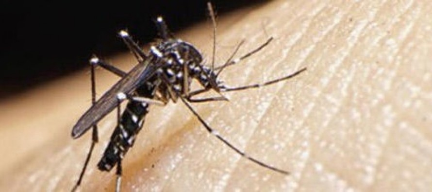 Primer caso de Zika importado en Baleares