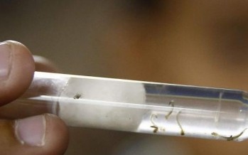 La vacuna del Zika, cada vez más cerca