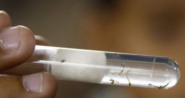 Detectado el primer caso de microcefalia por Zika en un feto en España