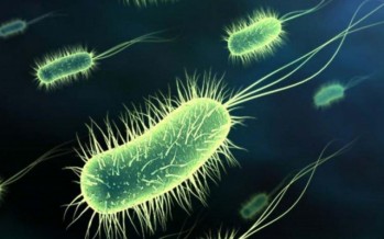 Lanzan un probiótico que ayuda a eliminar el Helicobacter Pylori