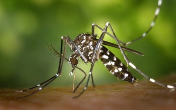 Aumentan a siete los casos de Zika en Aragón