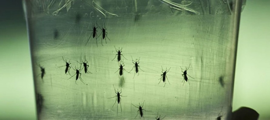 EE UU alerta de que el impacto del Zika es “más alarmante” de lo esperado