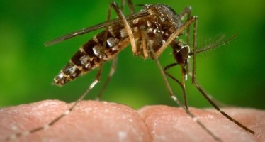 Y son 295 casos de infección por virus Zika confirmados en España