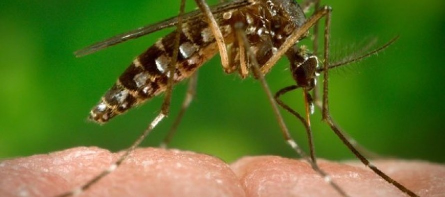 EE.UU confirma la relación directa entre Zika y microcefalia