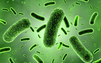 Diseñado un antibiótico contra las «superbacterias»