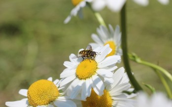 La eficacia de la inmunoterapia contra las alergias de abejas y avispas