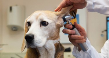El Congreso acuerda bajar el IVA de los servicios y medicamentos veterinarios