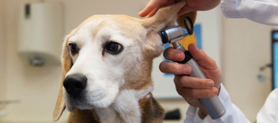 El Congreso acuerda bajar el IVA de los servicios y medicamentos veterinarios