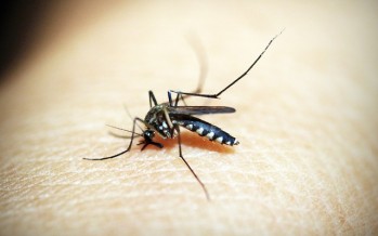 En busca de una vacuna para la malaria