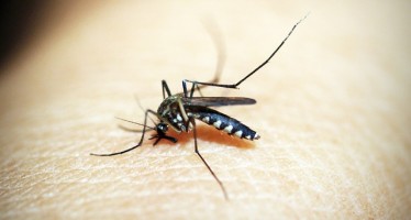 En busca de una vacuna para la malaria