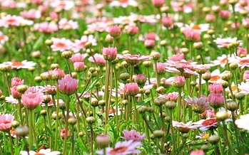 Los expertos prevén una primavera intensa para los alérgicos a pesar del uso de mascarilla