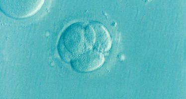 Científicos corrigen una enfermedad hereditaria en embriones humanos