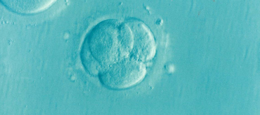 Modelo completo de embrión sintético humano creado en un laboratorio