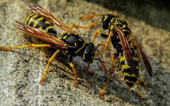 Las reacciones alérgicas graves por picaduras de insectos crecen