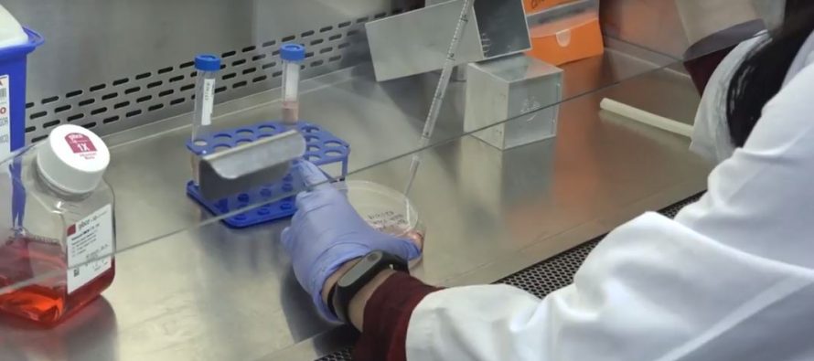 Investigadores descubren un mecanismo que controla la aparición del cáncer de hígado