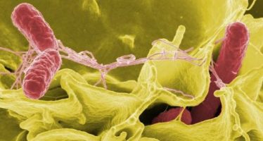Los secretos del microbioma