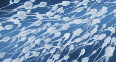 Científicos crean espermatozoides a partir de células madre extraídas de los testículos