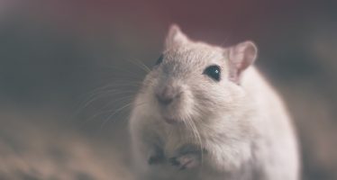 Desarrollan una terapia génica que logra revertir la diabetes tipo 2 y la obesidad en ratones