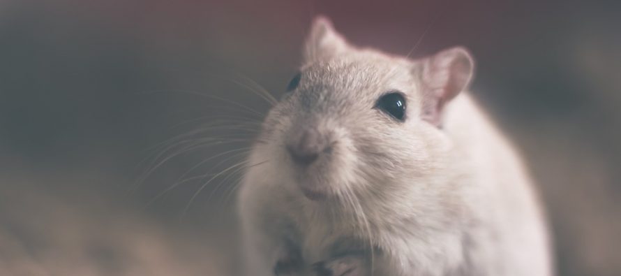 Nueva técnica de edición de genes repara el daño del infarto en ratones