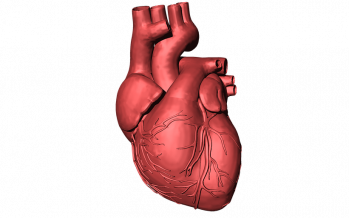 Diseñan el primer corazón completo a partir de tejidos humanos con una impresora 3D