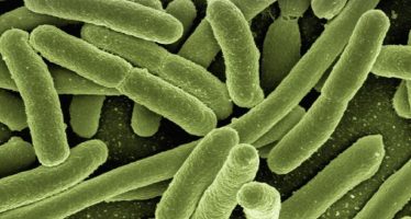 Primera superbacteria para reforzar el sistema inmune