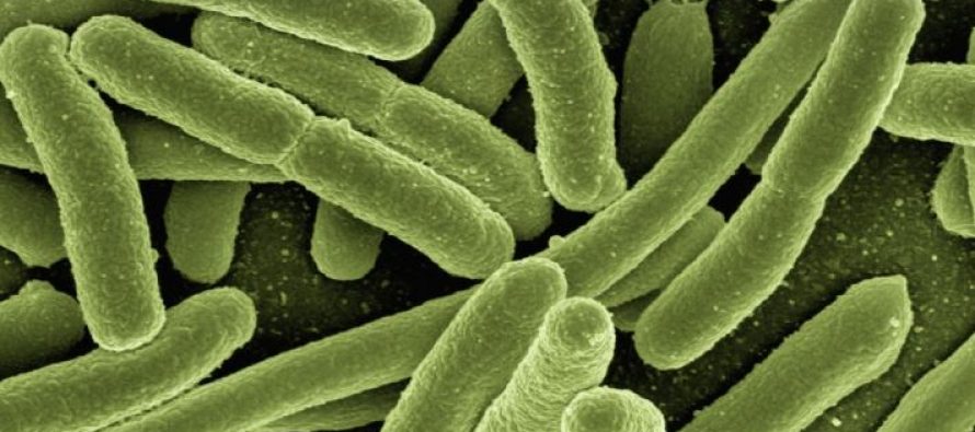Primera superbacteria para reforzar el sistema inmune