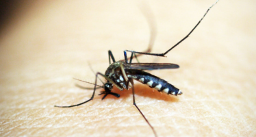 Más del 35% de los españoles sufre alergia a las picaduras de mosquito