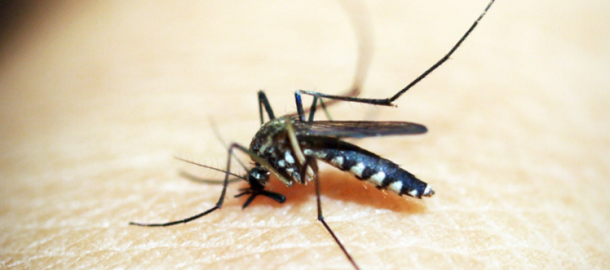 Más del 35% de los españoles sufre alergia a las picaduras de mosquito