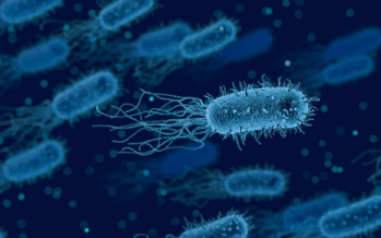 Expertos de Estados Unidos identifican en nuestro estómago hasta 8.000 bacterias