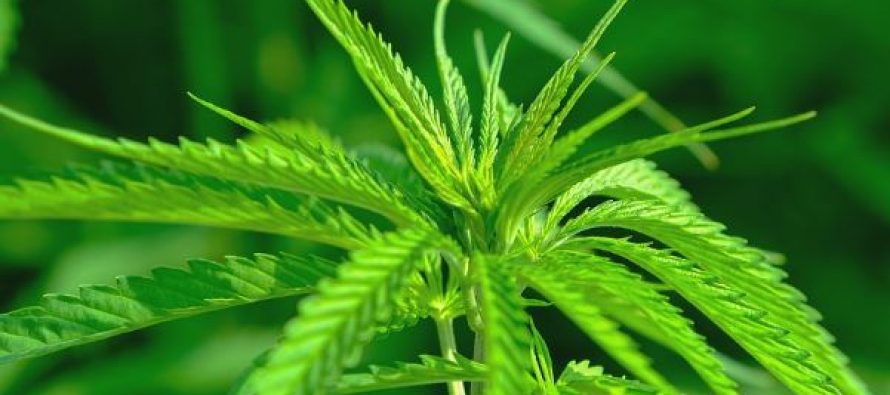 Científicos descubren una molécula que bloquea los efectos secundarios del cannabis terapeútico
