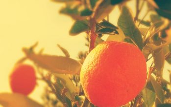 La naranja podría reducir la obesidad