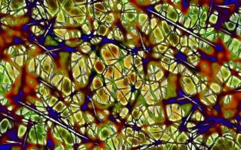 Las neuronas están programadas genéticamente para tener una larga vida