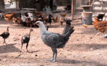 ¿Qué es la gripe aviar H5N8?