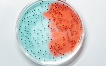 ¿El estudio de la microbiota intestinal podría predecir el éxito de una cirugía bariátrica?