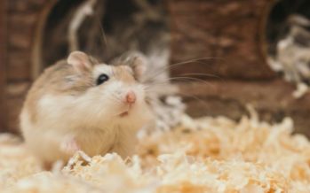 Un fármaco para el corazón corrige la obesidad en ratones