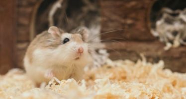 Un fármaco para el corazón corrige la obesidad en ratones